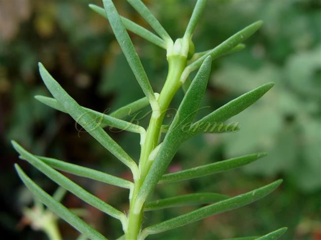  Stem bearing leaves